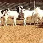 معزا مشاريك فواخر مضاريع