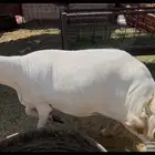 للبيع نعجه حايل حريه وجبره وفل شحم