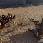 للبيع دجاج بلدي