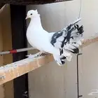 حمام رقاص