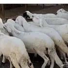 طليان سواكن