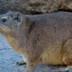 مطلوب الليف