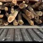 سمر افريقي مستورد