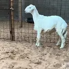 غنم حري طليان