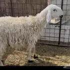 رخل نجديه جبره حايل وشحم