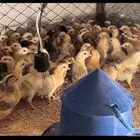 صيصان دجاج