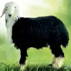 اضاحي طيبة وتربية اغنام مزارع الخير