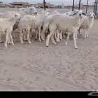 ارخال 21 مع فحل