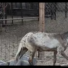 شاه سواكنيه