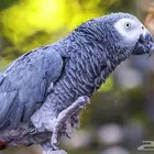 ابحث عن ببغاء للتبني