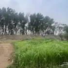 مطلوب غرفة استنبات أ لا ي ج ا ر