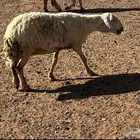 للبيع غنم مضربه على فحول طيبه