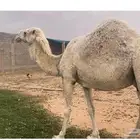 ضرايب وضح عدد ثنتين وبكره وضحى الابل طيبه بالحيل