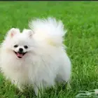 احتاج كلب مثل ذا انثى او ذكر تبني بدون رسوم بصحه كويسه