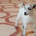 ماعز قزم