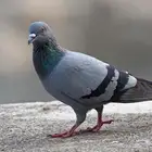 مطلوب حمام عادي دحل سوادي