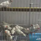 زيبرا وايت طفرة الكريمي