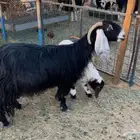 عنز عارضيه تامه