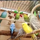 ترويض الطيور وفندقه
