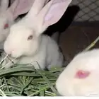 أرانب كفو للبيع الحبه من35