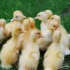 بط بكين بارخص الاسعار