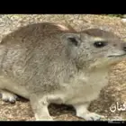 للبيع محميه كامله