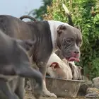 امريكان بولي