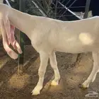 جفار مشارك