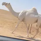 للبيع لقحه كفو على جميع الشروط