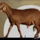 مطلوب طليان سواكن