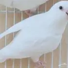 مطلوب مطلوب فروح روز البينو جمله