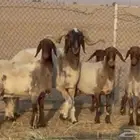 رخال نعيم بفحلها