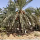 استراحة للبيع في حقروصين 10 الاف متر