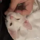 قطة انثى للتبني