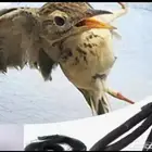 شبك صيد