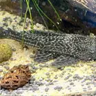 اسماك نهرية منوعة