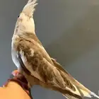 كروانات للبيع