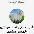 قروب مواشي