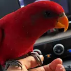 رد لوري للبيع