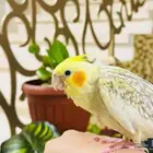 كوكتيل