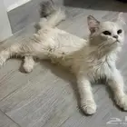 قطط للتبني