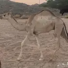 قعود قصب سمين
