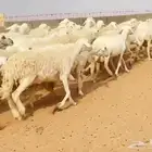 نجد حريات إبل