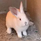 ارانب فرنسيه ذكر وانثى 2 فقط