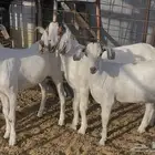 تيوس مخصاه
