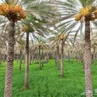 مطلوب مزرعة للإيجار عدد 2000 نخله سكري