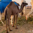 بكرة مقرودة للبيع