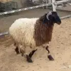 طلي جذع 10 شهور