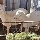 طليان ضحايا
