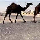 قعود فحل مجهم
